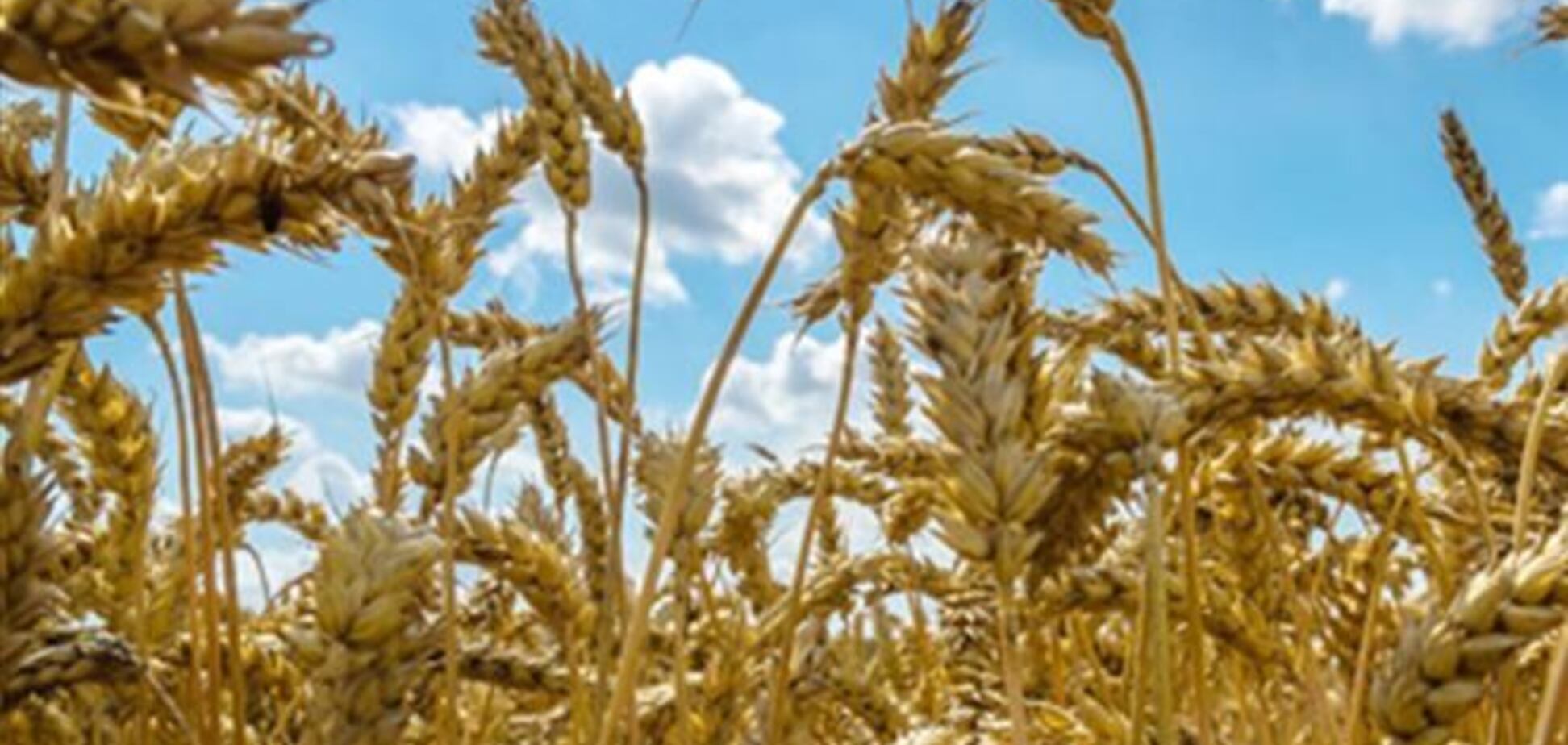 Эксперт: садоводство и виноградарство должно быть дополнительно профинансированы в 2014 году