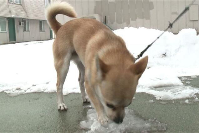 В США собака за рулем устроила ДТП