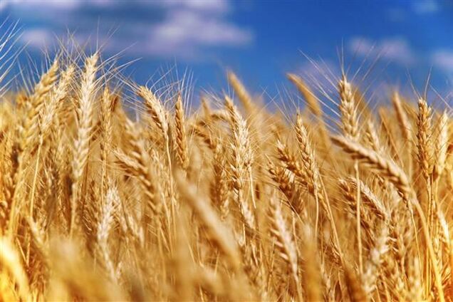 Присяжнюк: в этом году Украина установит рекорд по экспорту зерновых 