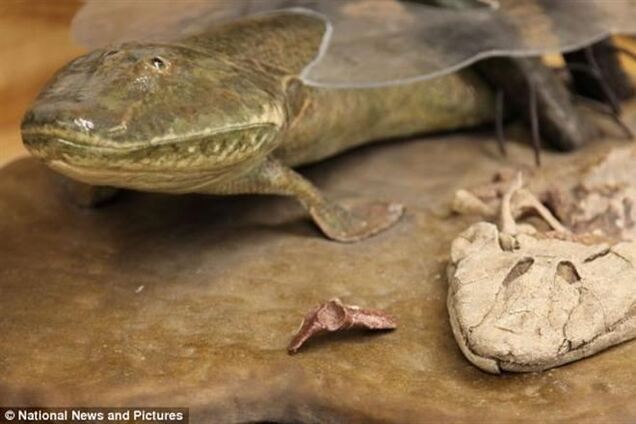 Американские ученые нашли древнюю рыбу с ногами