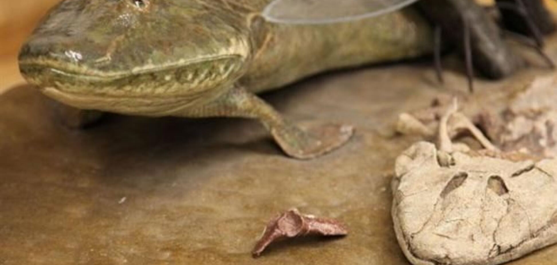 Американские ученые нашли древнюю рыбу с ногами