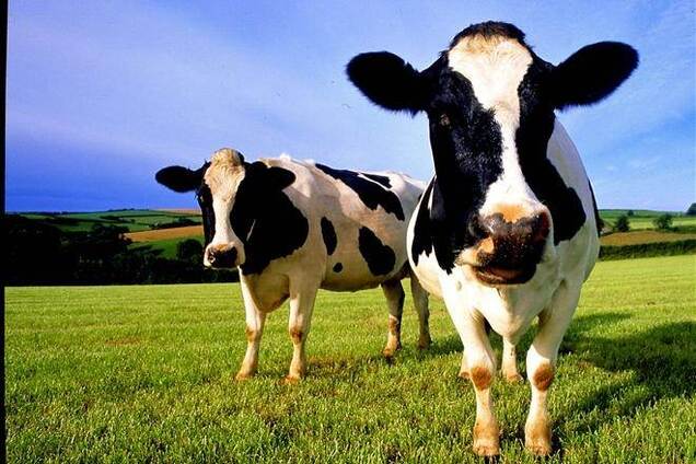 Присяжнюк: в 2013 году на развитие животноводства государство направило 769 млн грн