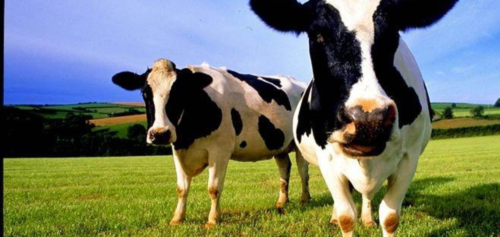 Присяжнюк: в 2013 году на развитие животноводства государство направило 769 млн грн