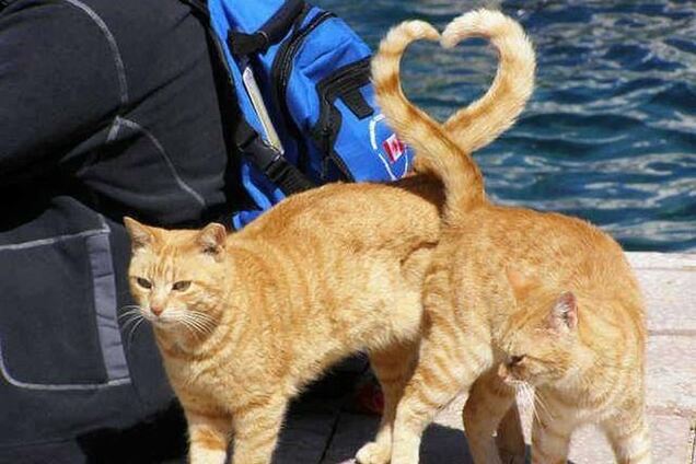 Підбірка фотографій, зроблених в потрібний момент