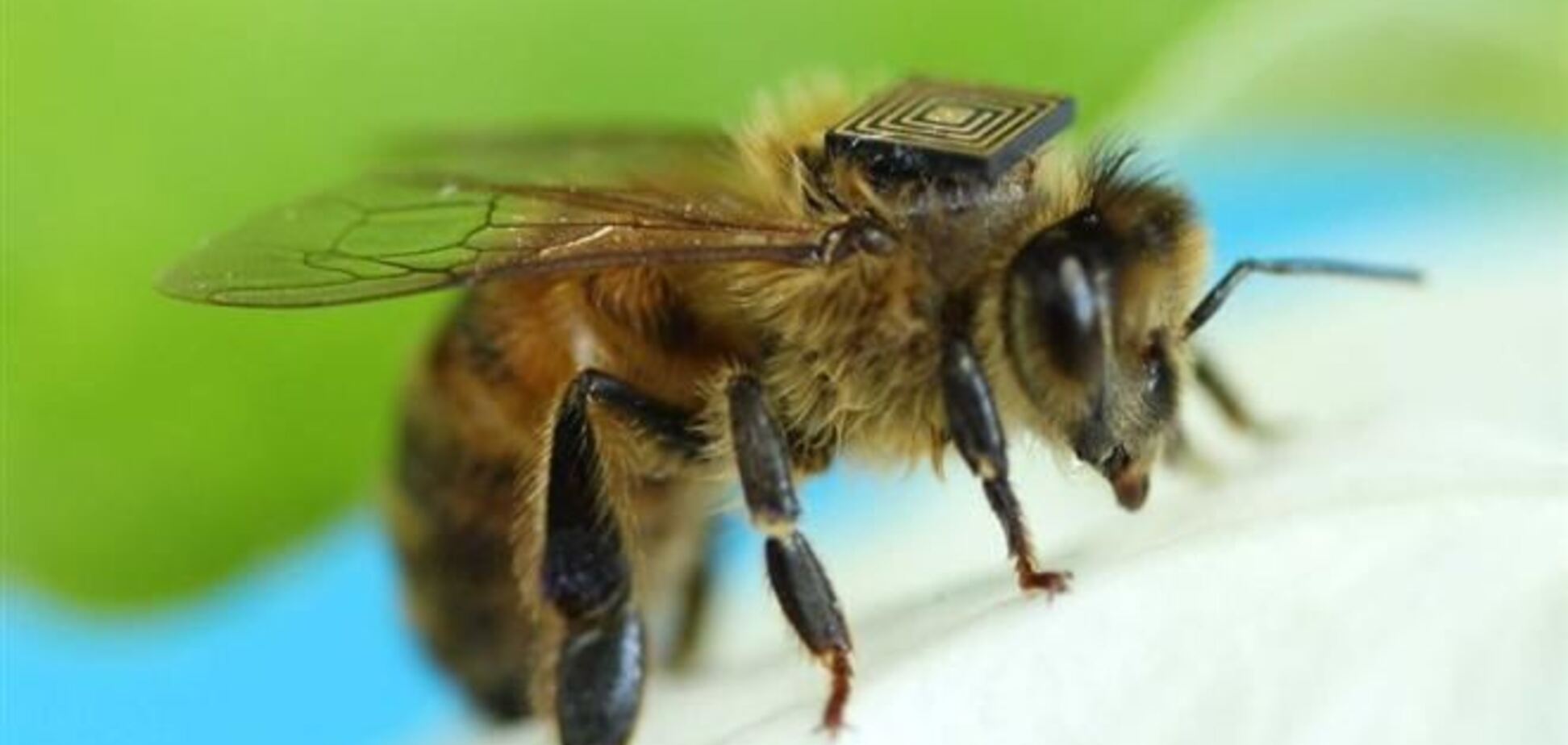 Австралійські вчені голять бджіл
