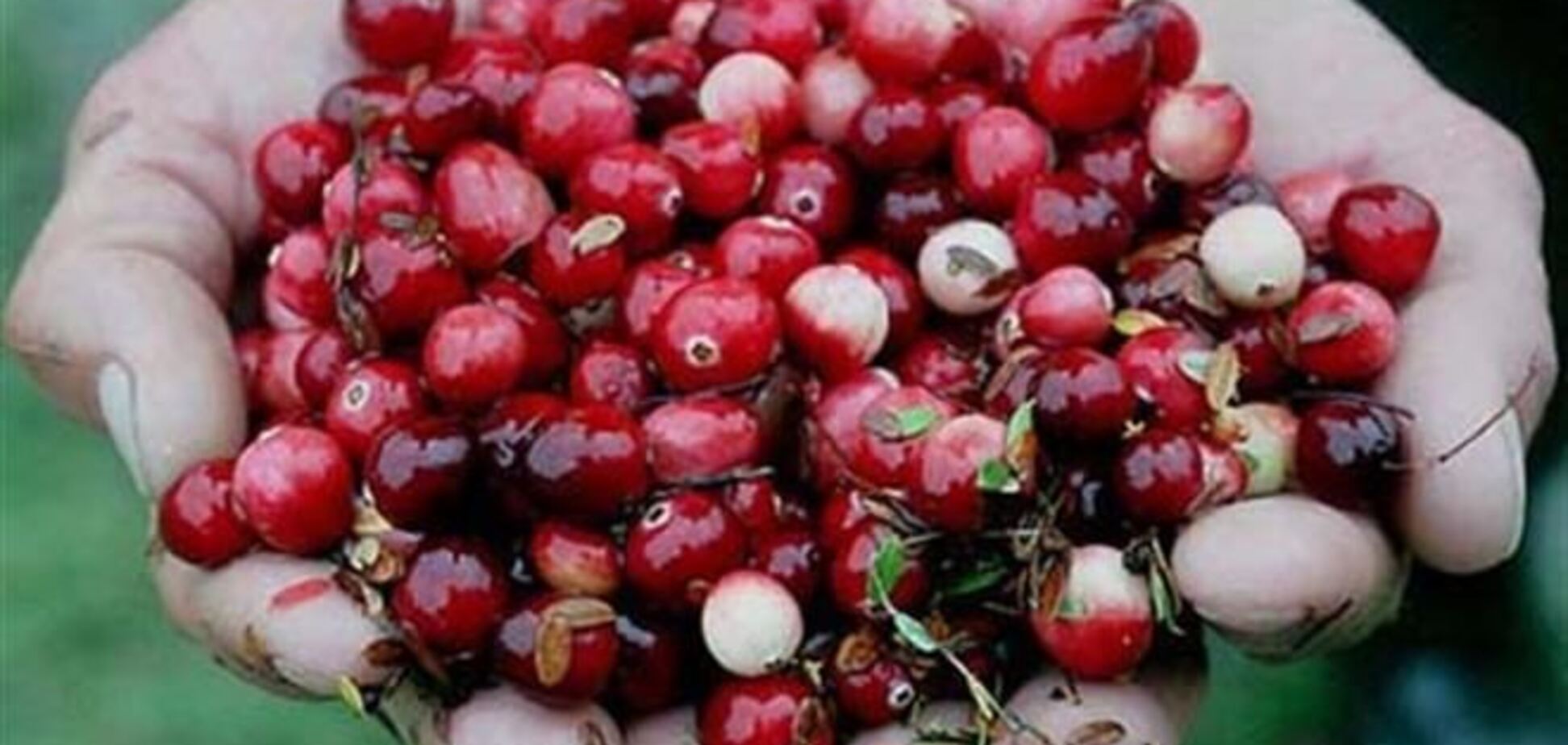 Клюква продлевает жизнь