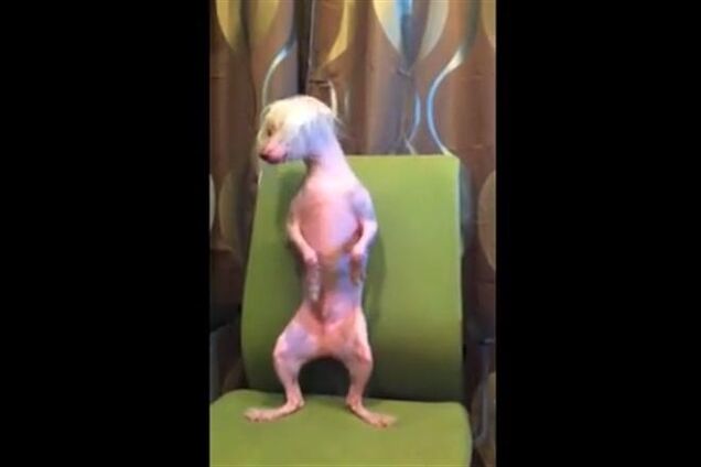 В США пес из приюта обрел дом, станцевав Gangnam style