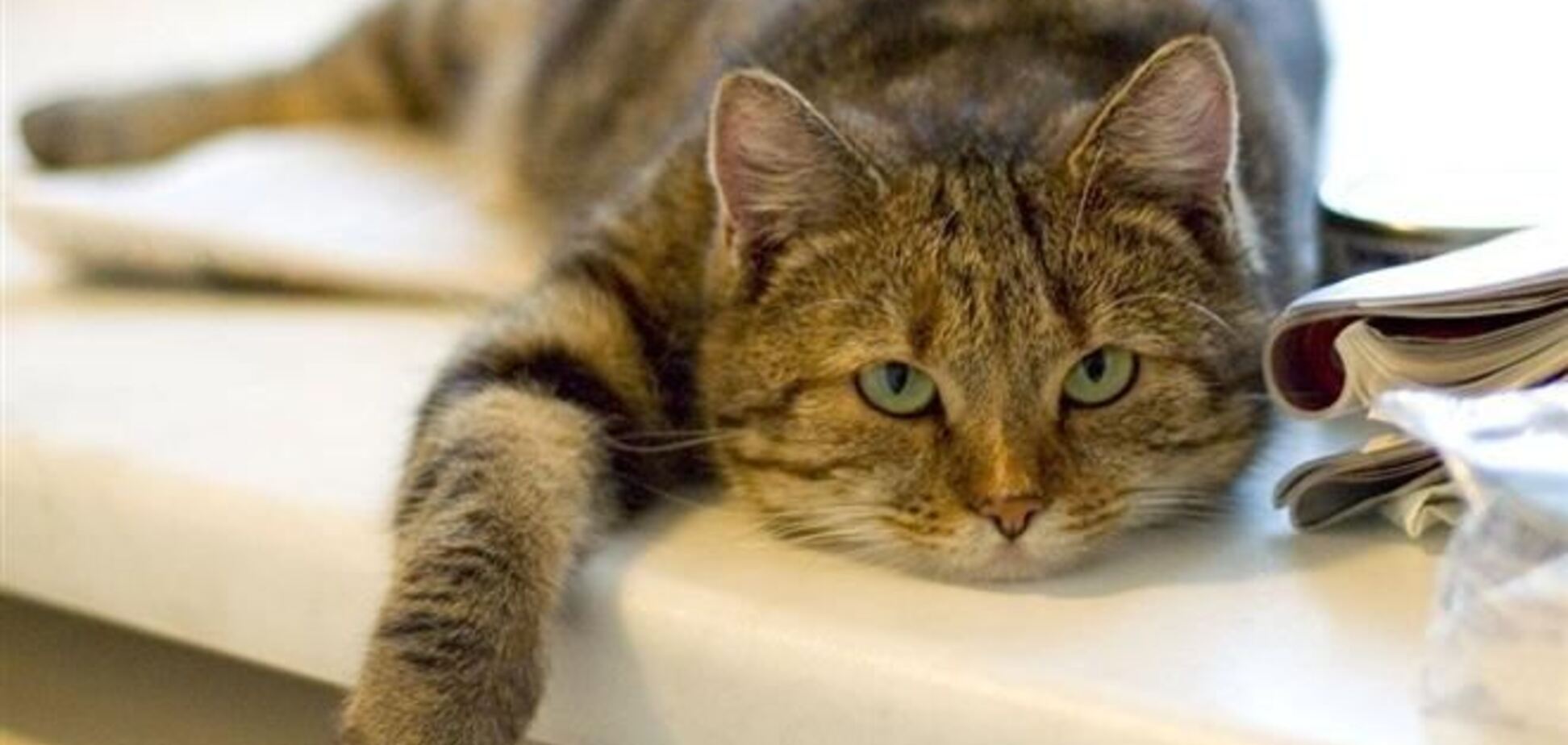 Какими продуктами нельзя кормить кота