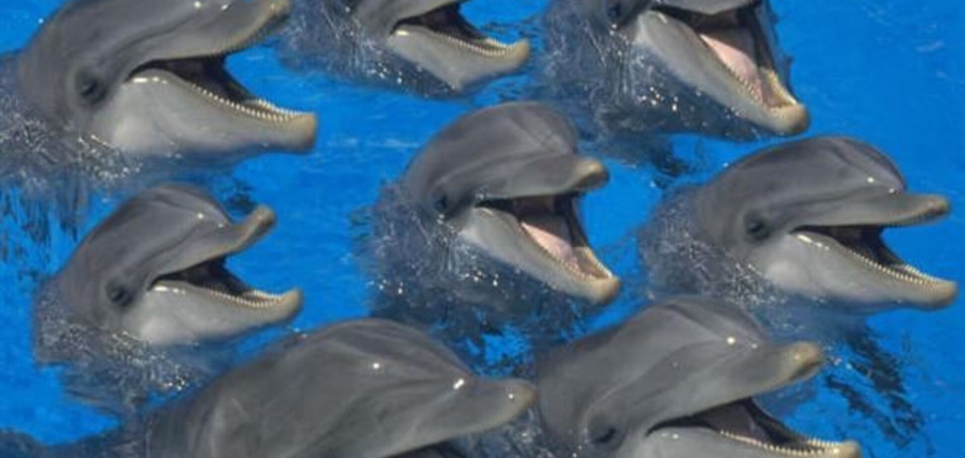 В інтернеті з'явилося відео вбивства дельфінів