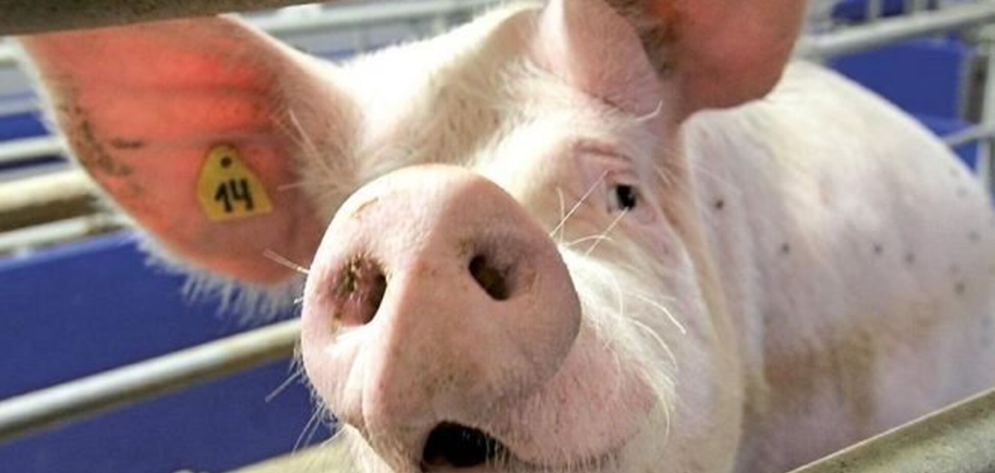 Присяжнюк: Чума свиней может привести к запрету не только мяса, но и зерна