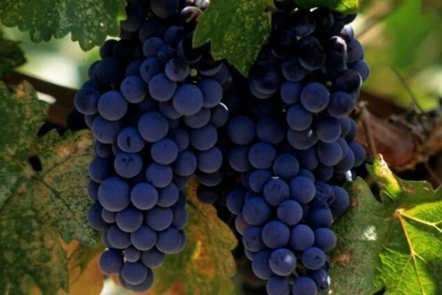 Минагрополитики предложило ввести ряд льгот для украинских виноделов
