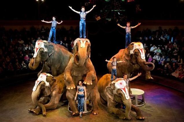 В киевский цирк привезли шоу слонов-гигантов