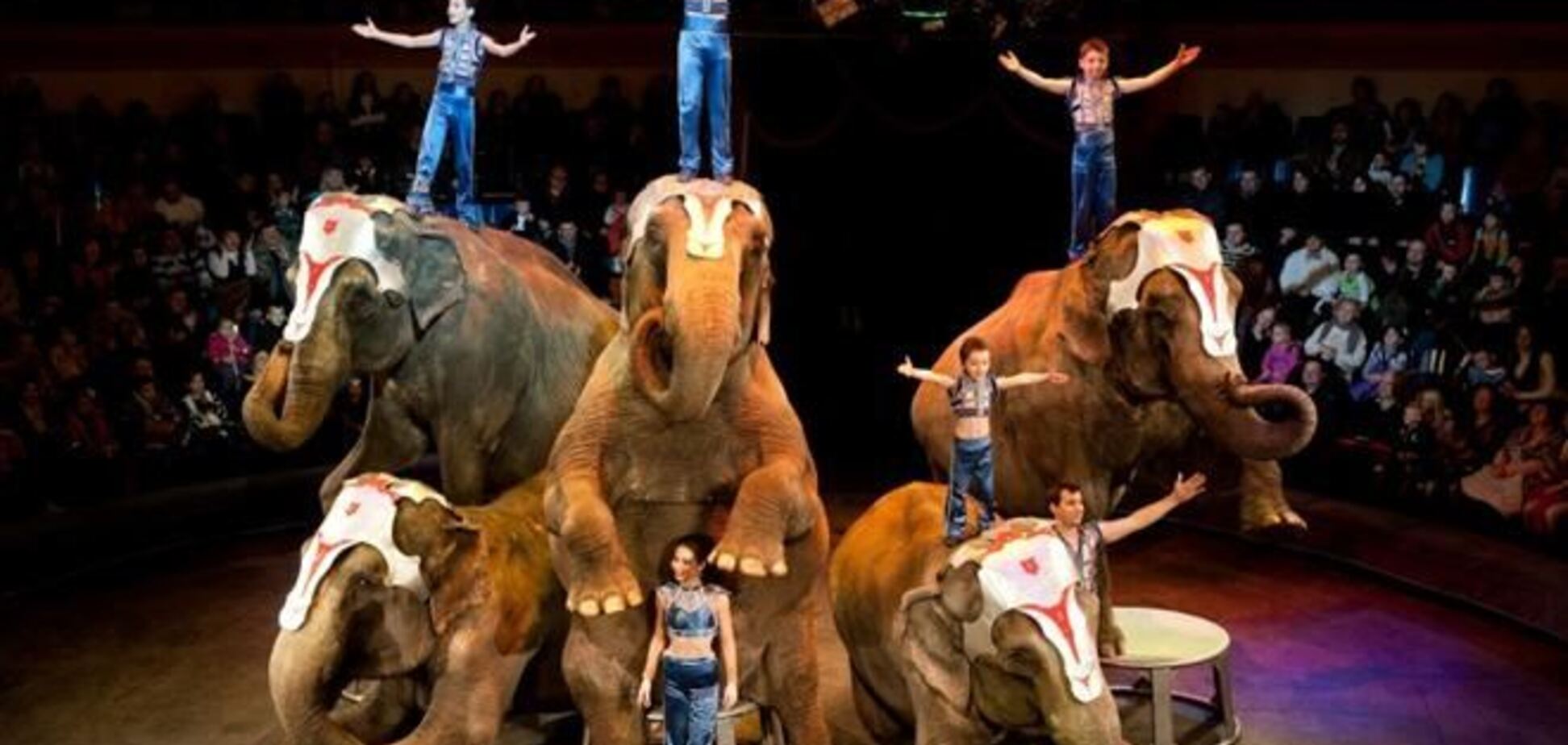 В киевский цирк привезли шоу слонов-гигантов
