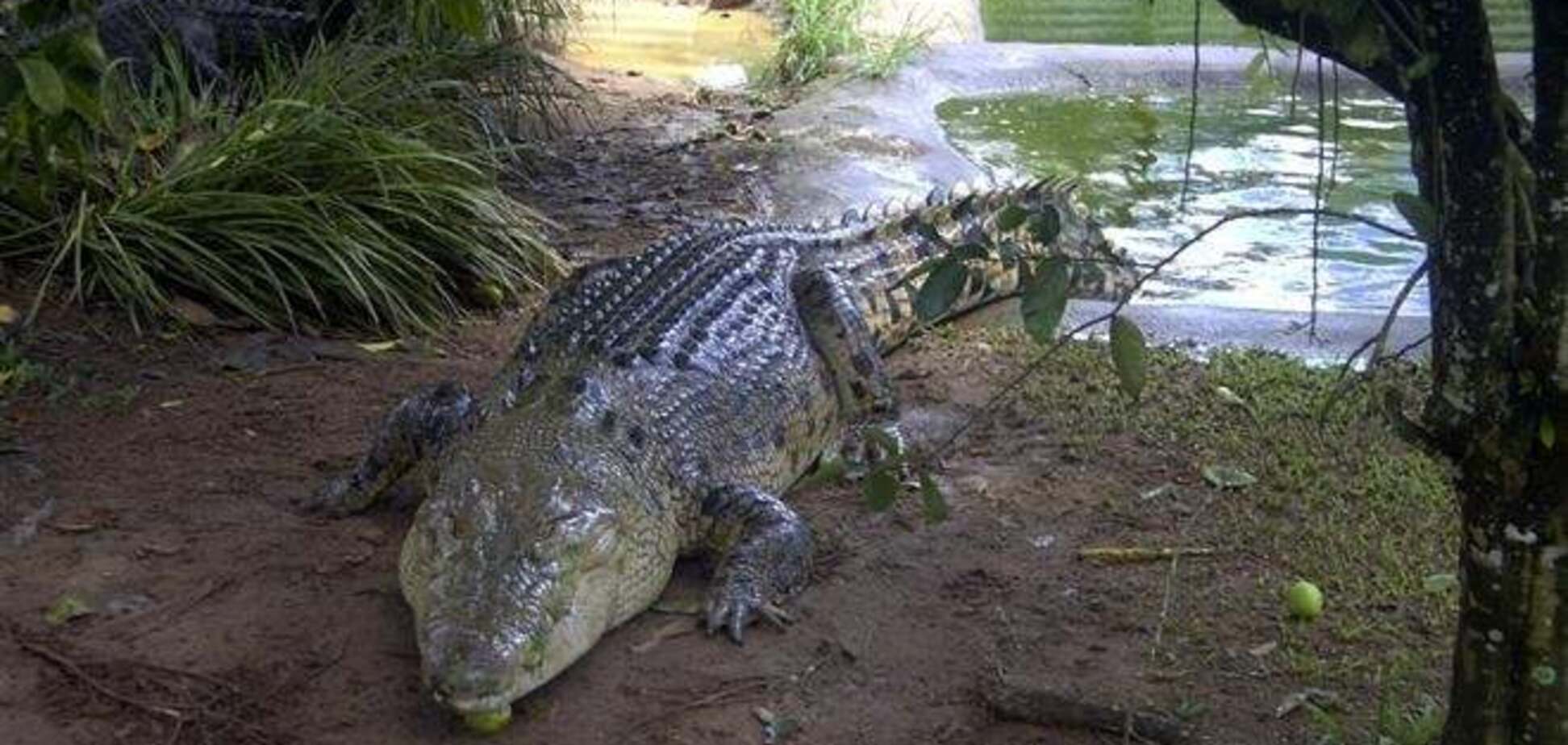 Продолжаются поиски 12-летнего мальчика, которого утащил крокодил