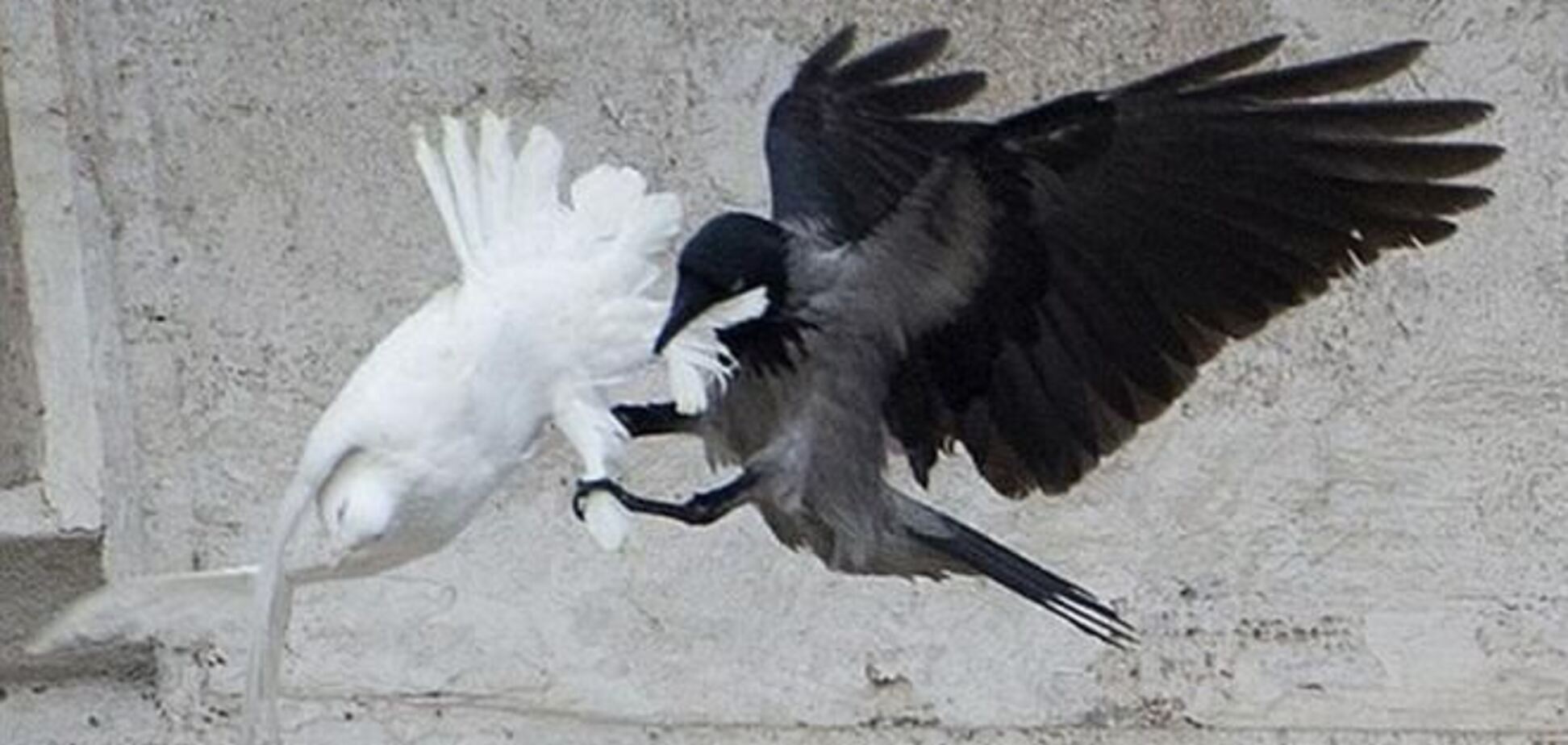  На голубей, выпущенных Папой Римским после молитвы за Украину, напал ворон 