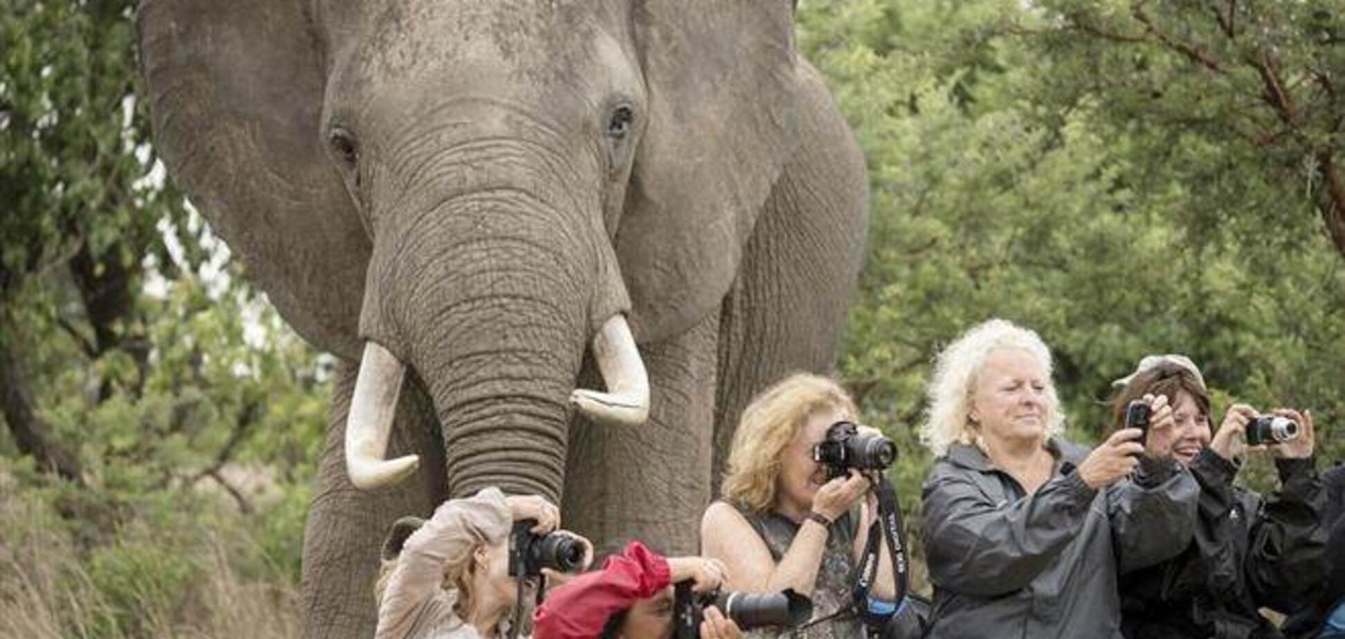Фотофакт: туристки фотографуються і не помічають слона