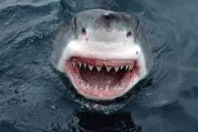 Новозеландец отбился от нападения акулы и пошел пить пиво