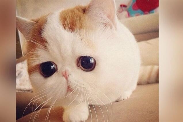 Нигерийка выгнала кота нетрадиционной сексуальной ориентации