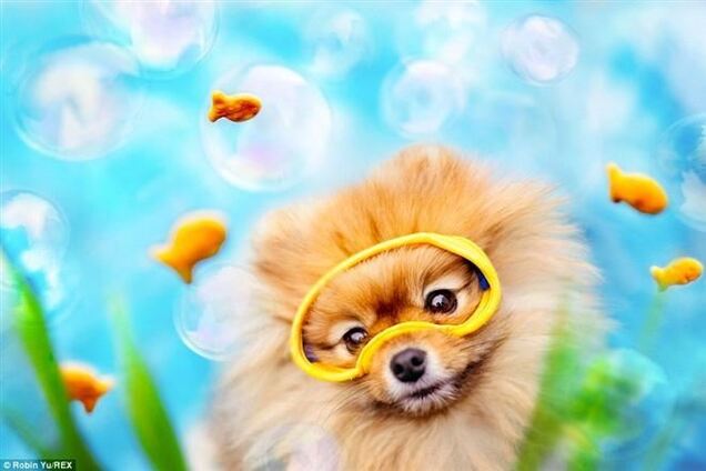 Самый популярный в интернете пес выпустил календарь