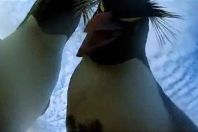 В интернет попали видеоролики, снятые птицами