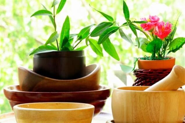 Комнатные цветы для кухни: какие выбрать