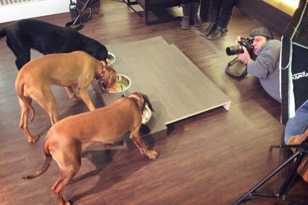 У Берліні відкрили ресторан для собак і кішок