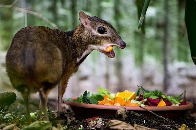 Чудо природи - олень розміром з мишу!