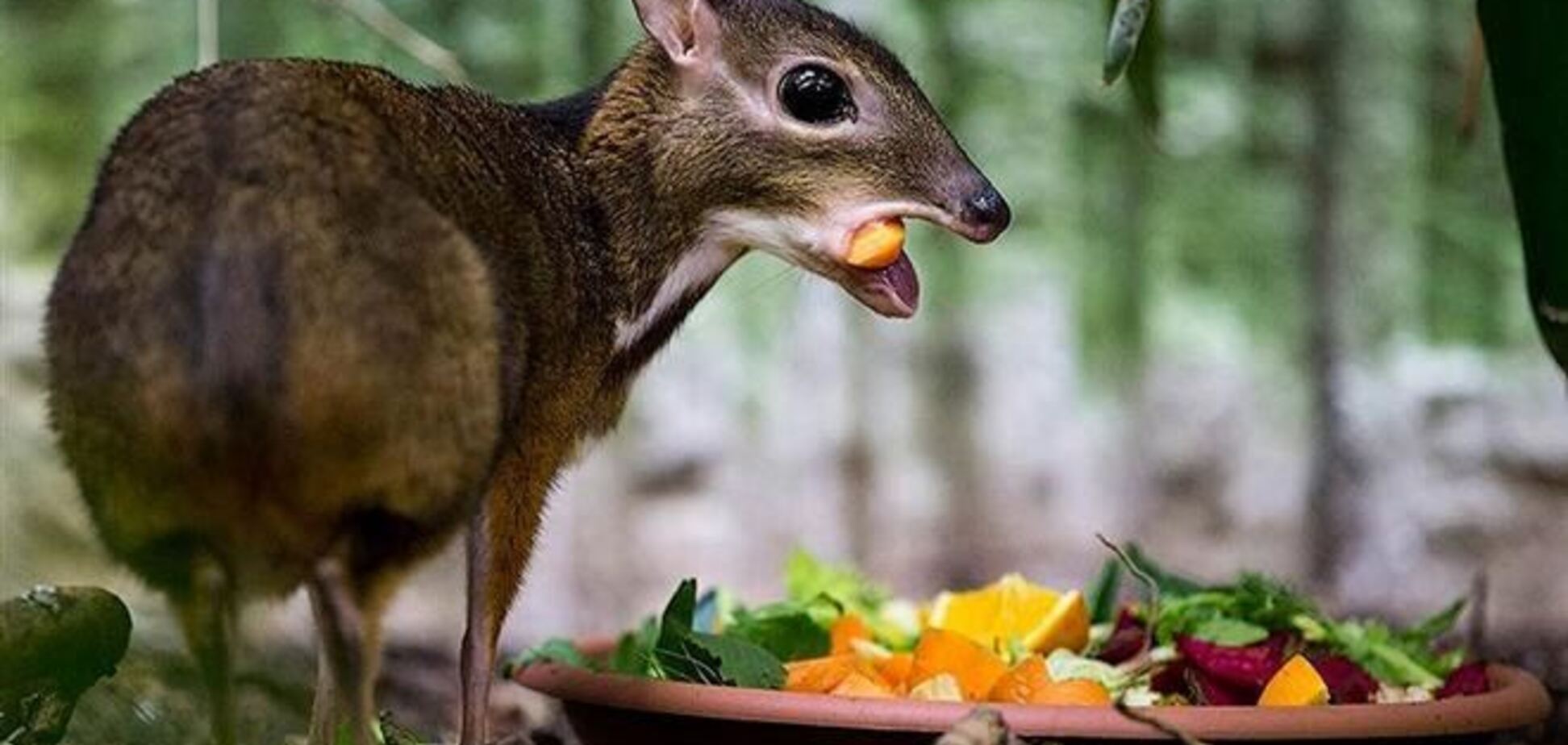 Чудо природи - олень розміром з мишу!