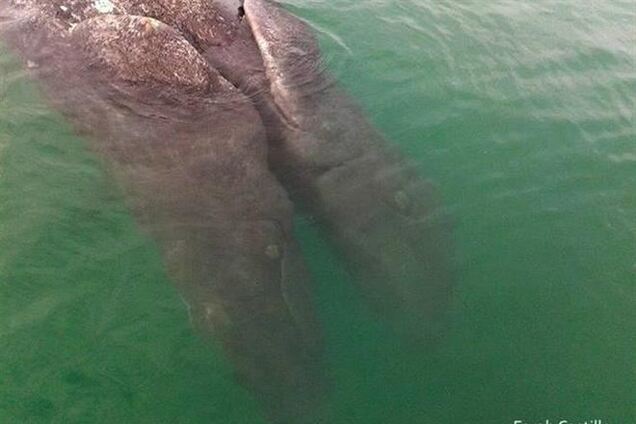 В Калифорнии обнаружили сиамских близнецов серого кита