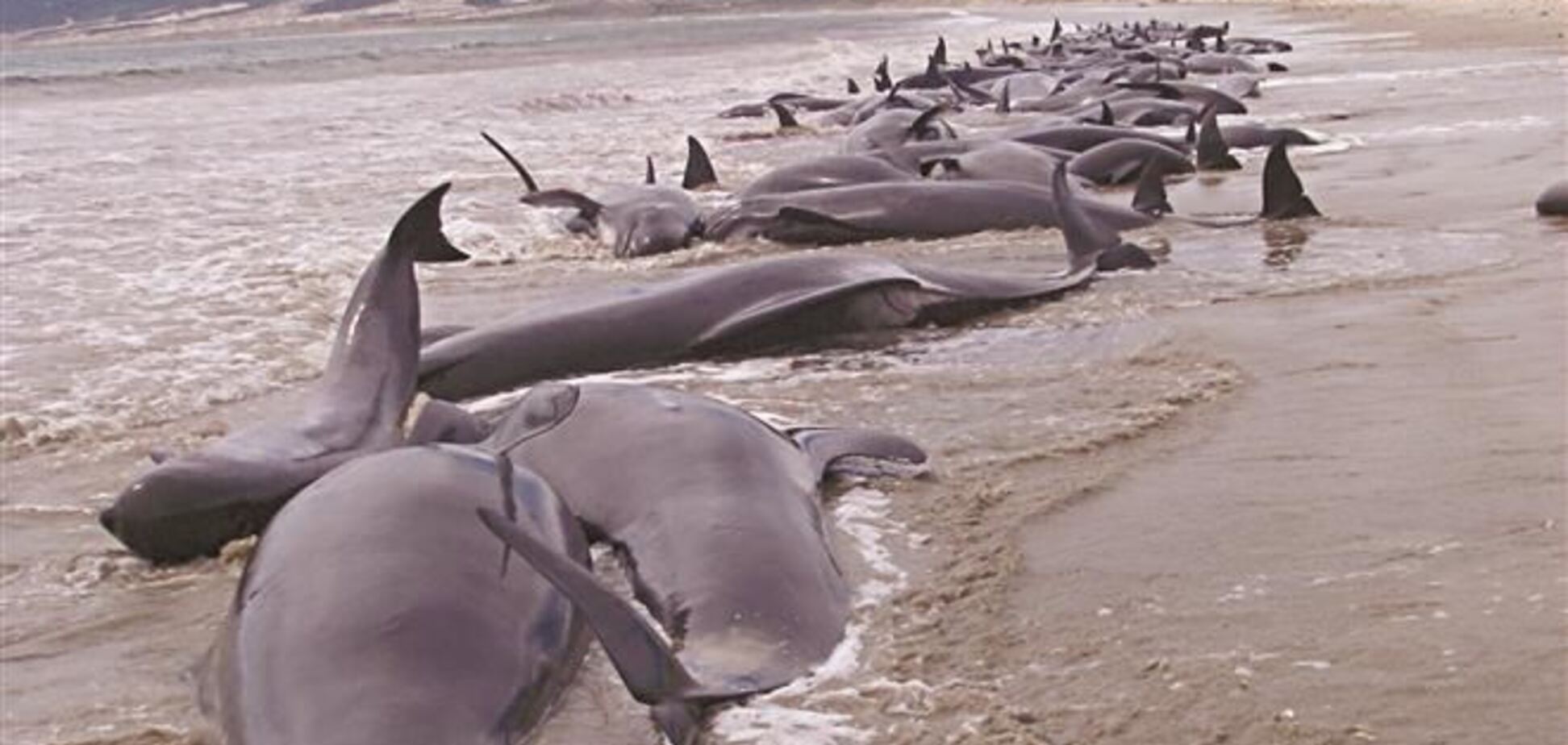 У Новій Зеландії на берег викинуло майже 40 дельфінів