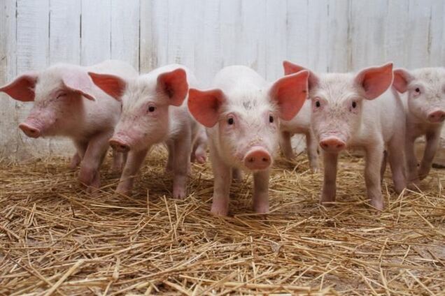 На Луганщине выявлен вирус африканской чумы свиней
