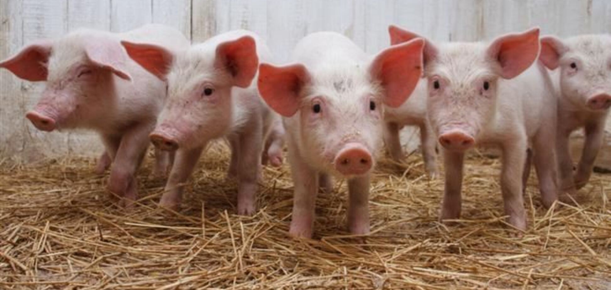 На Луганщине выявлен вирус африканской чумы свиней