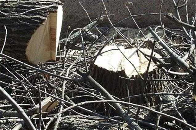 ГПУ: В Киеве процветает незаконная вырубка деревьев