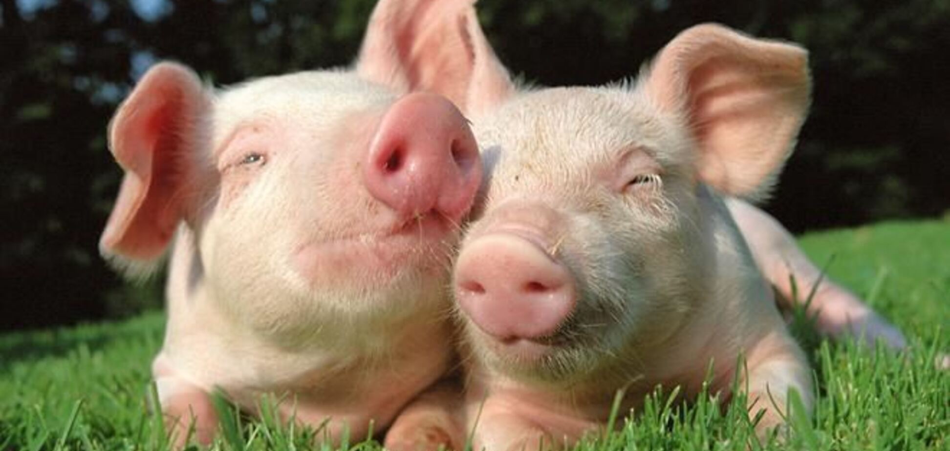 Донорские органы для людей будут вынашивать свиньи
