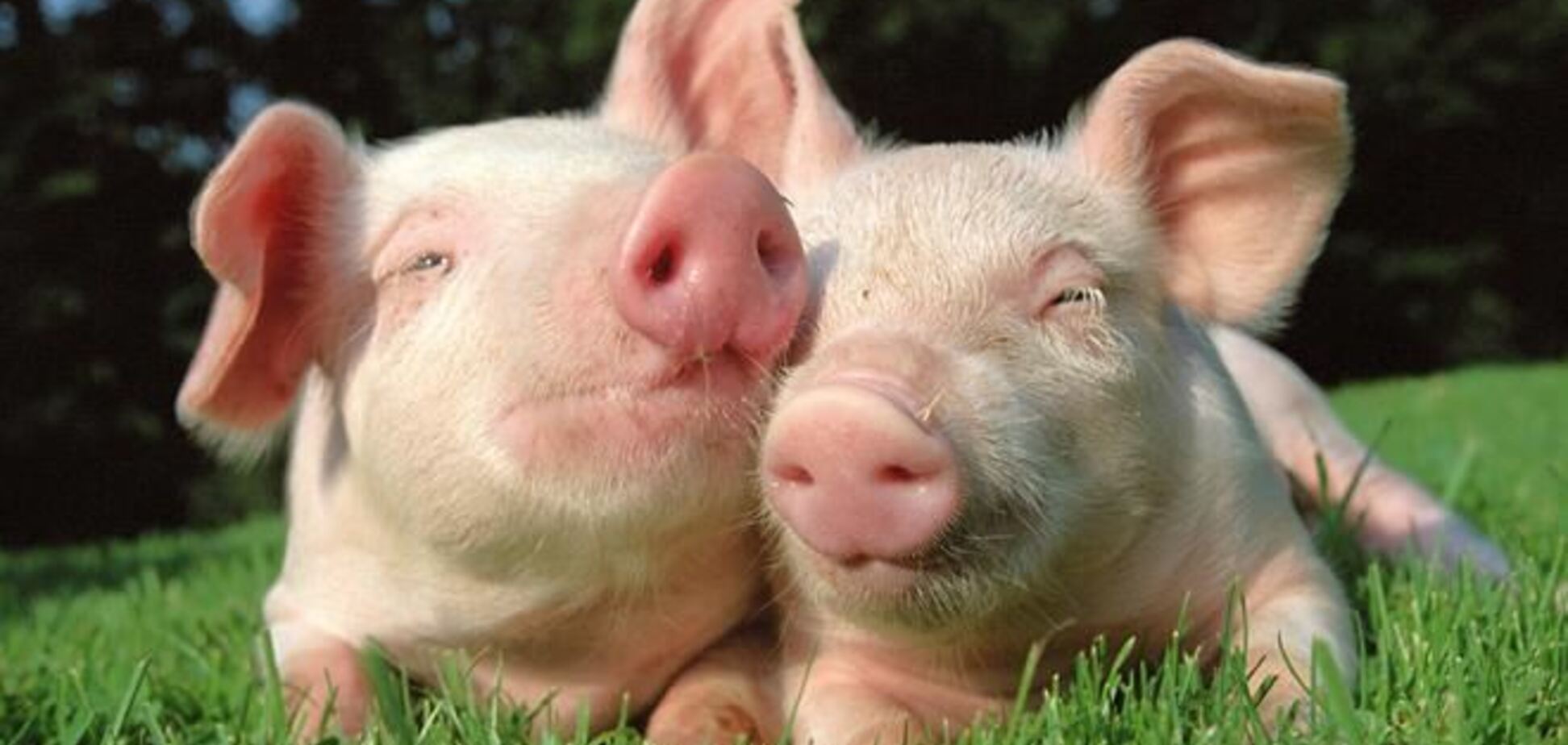 В трех селах Луганщины объявлен карантин из-за вируса африканской чумы свиней