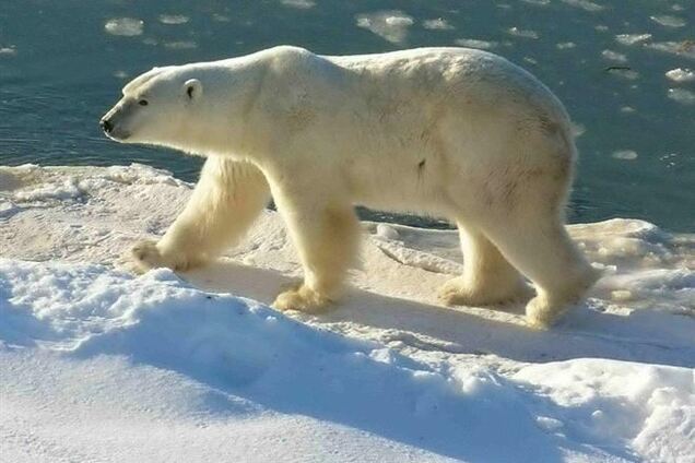 Аномальні холоди в США: замерзають навіть білі ведмеді