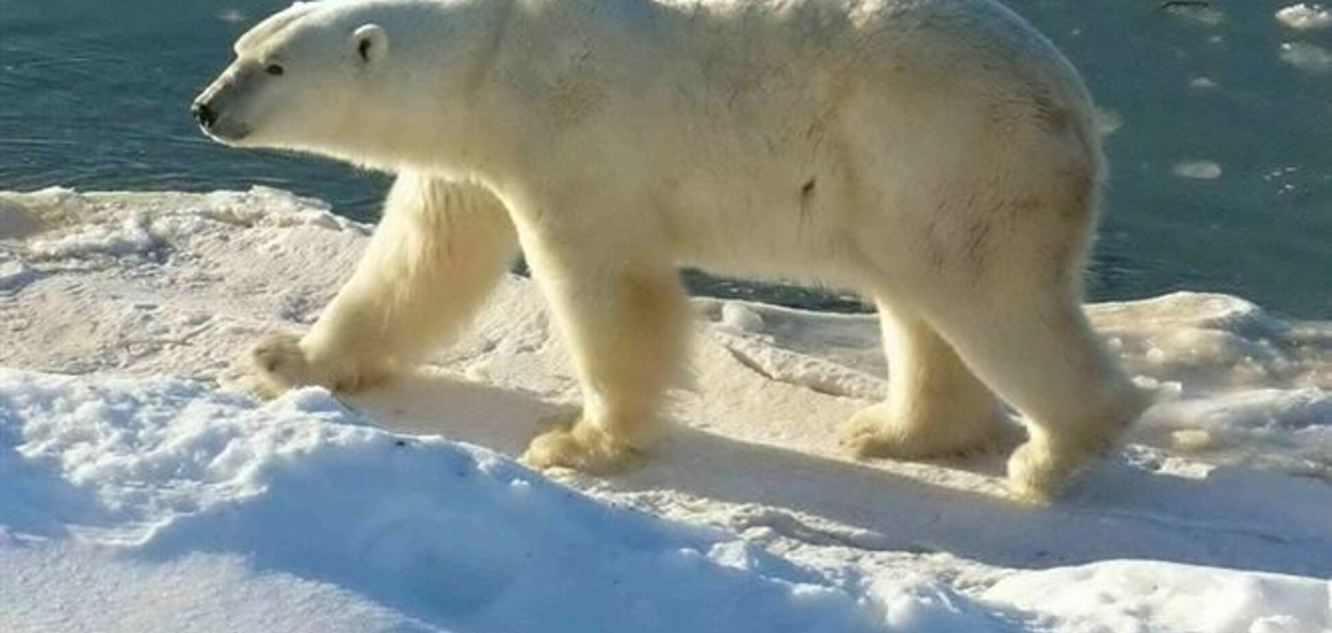 Аномальные холода в США: замерзают даже белые медведи