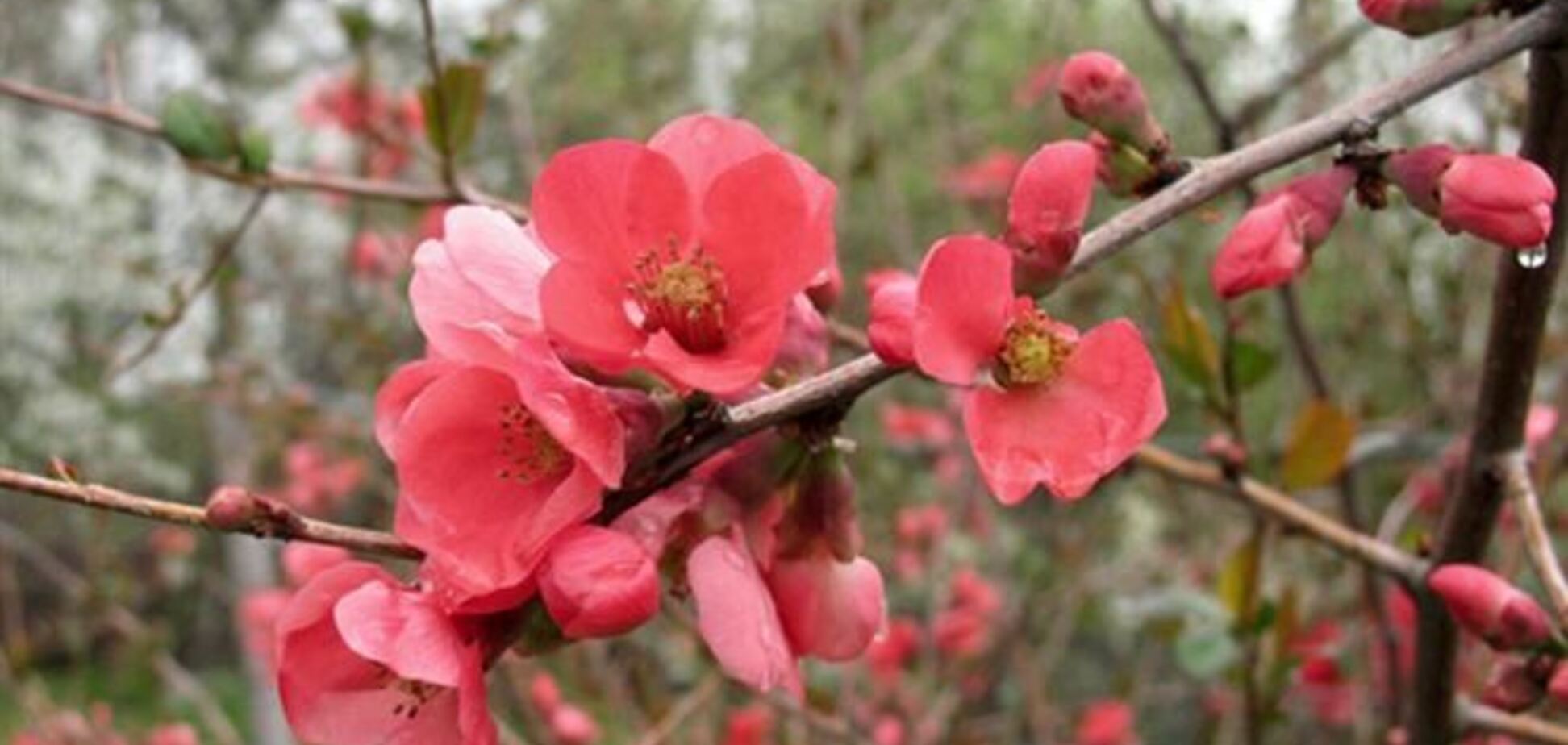 В киевском ботсаду посреди зимы зацвела айва