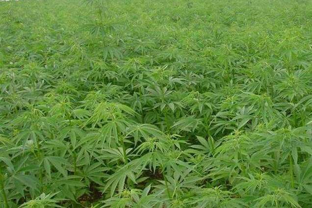 У Франції дозволили продаж ліків на основі коноплі