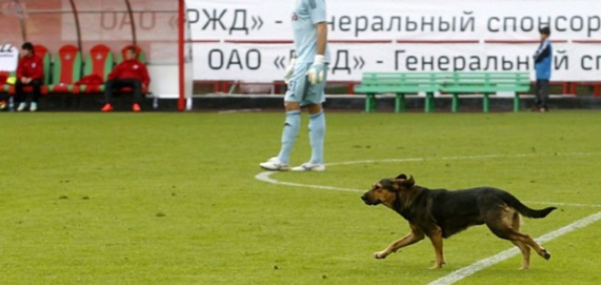 Московский 'Локомотив' наказали из-за собаки