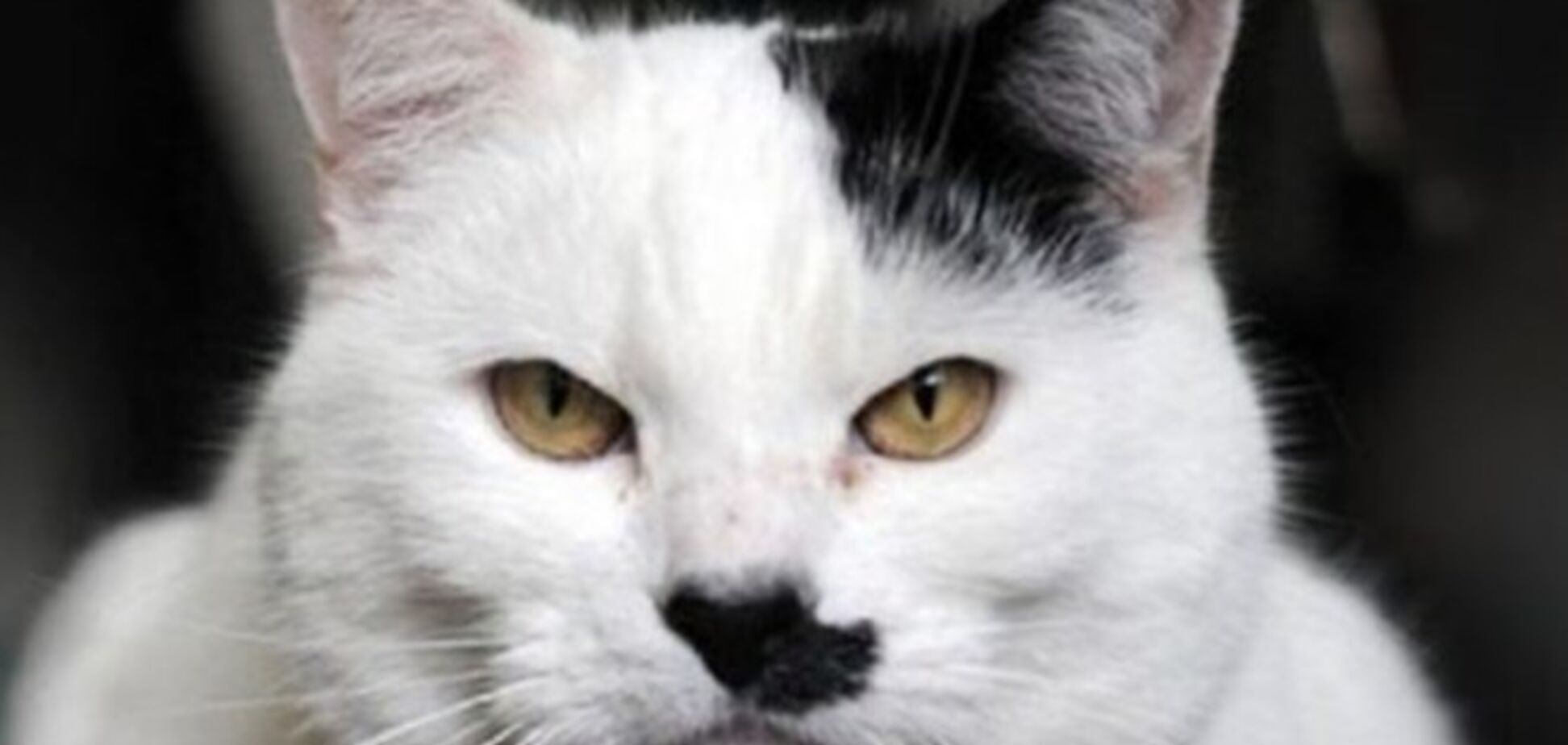 10 признаков того, что ваш кот - Гитлер