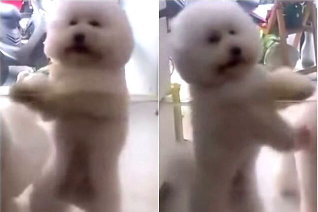 Урок зажигательных танцев от маленькой собаки