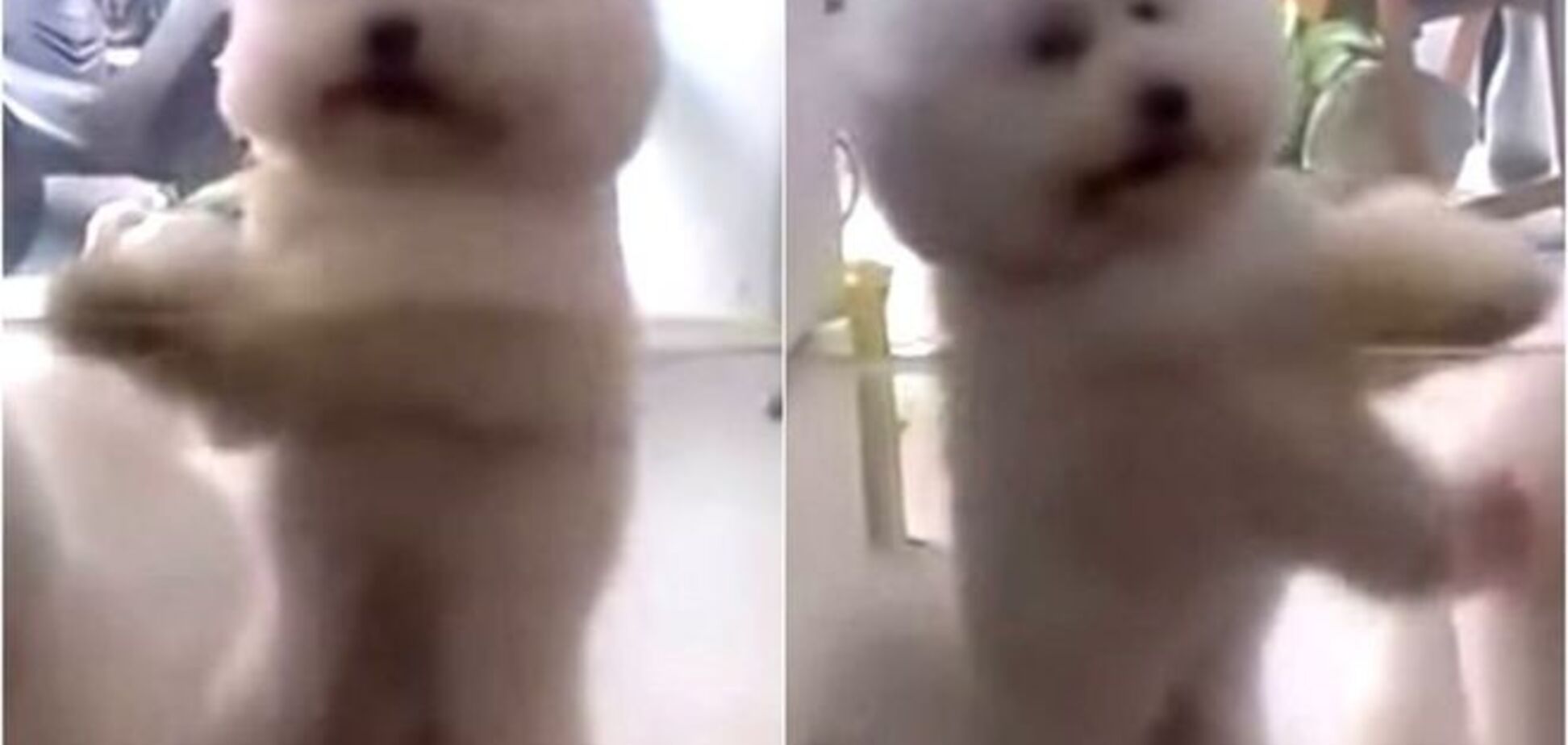 Урок зажигательных танцев от маленькой собаки