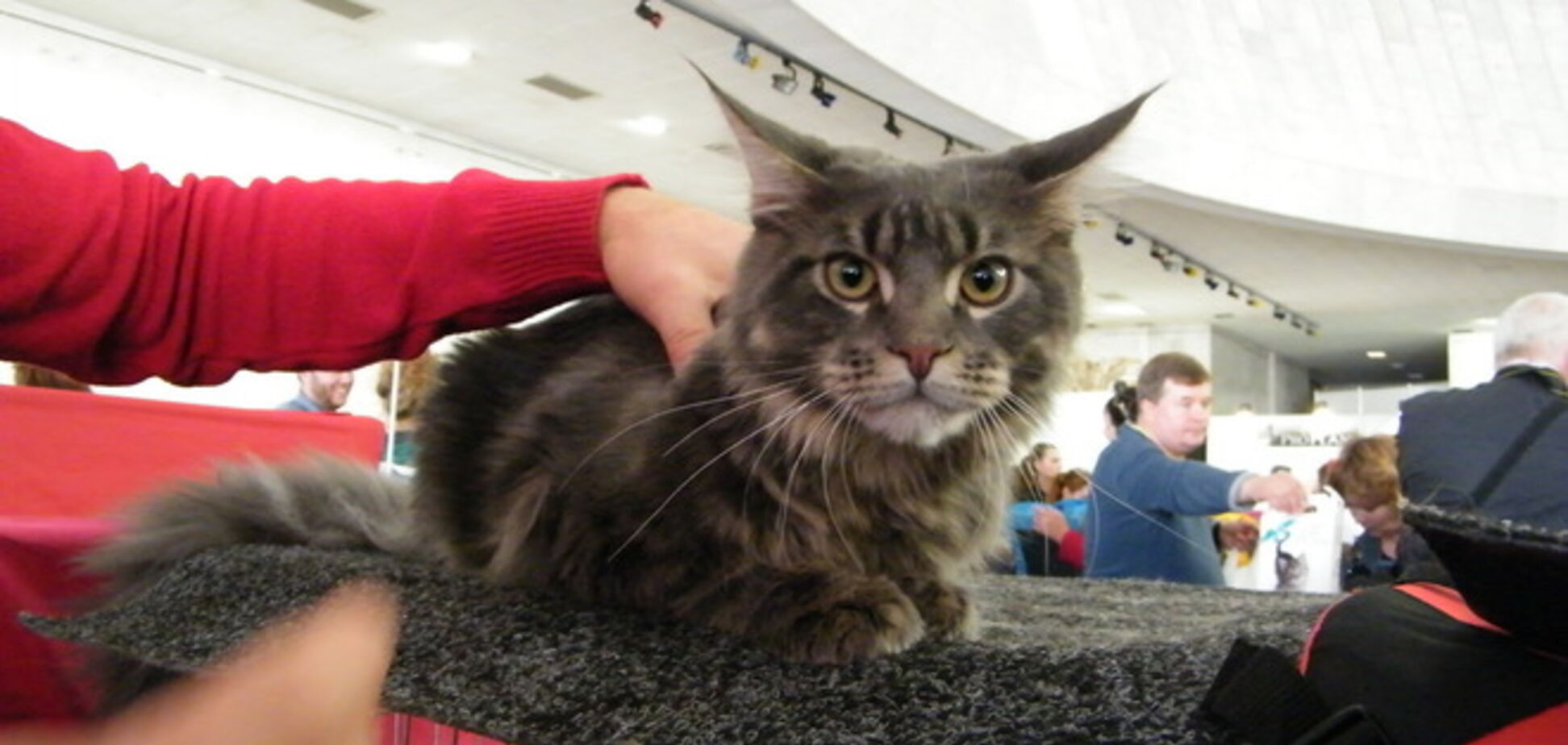 Как самые красивые коты Украины собирали деньги для АТО