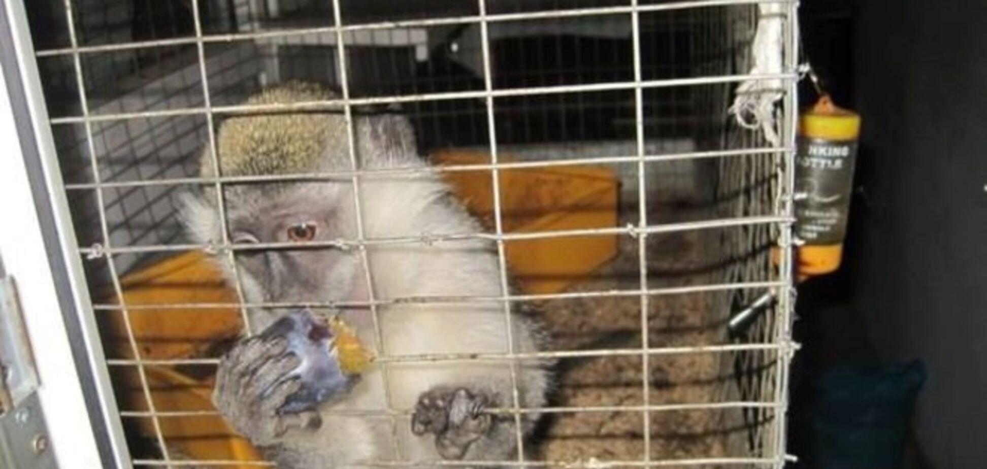 У Луганську знайшли мавпочку, яка вижила після обстрілу зоокуточка: жила на смітнику з котами