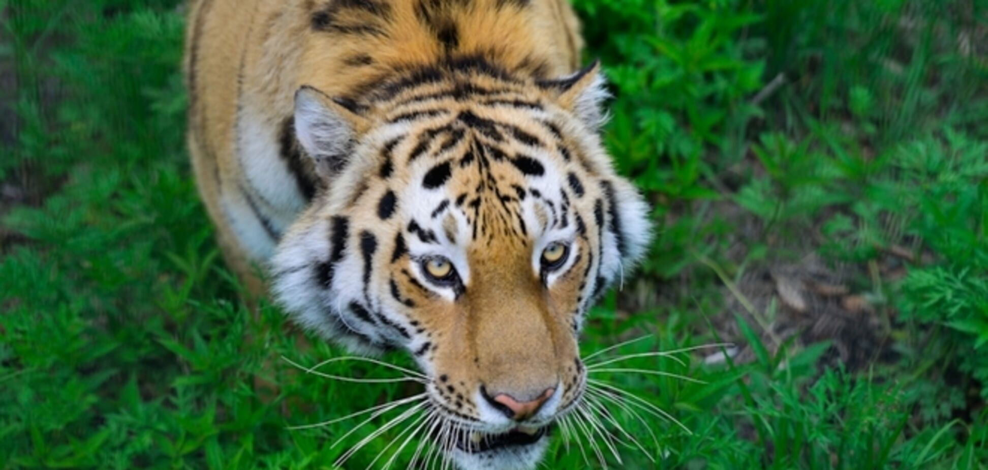 Тигр Путіна напав на китайський курник