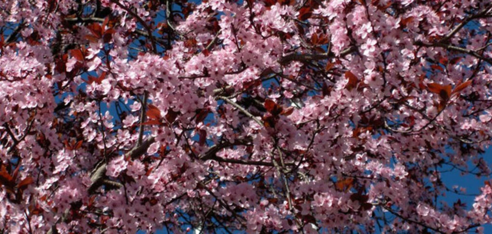 На улицах Киева высадят сливы