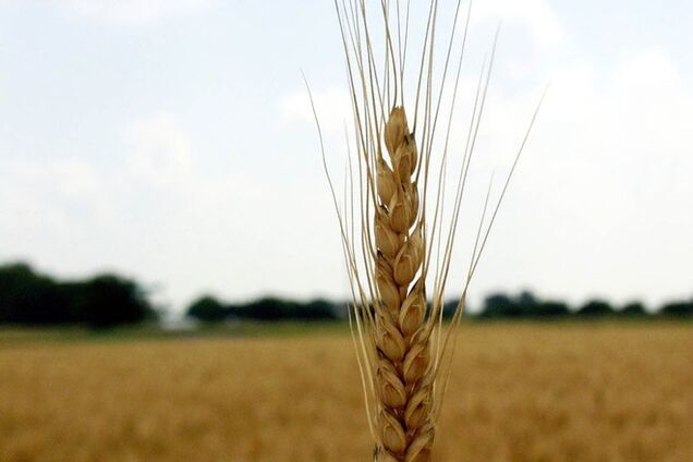 Украина вышла на второе место в мире по объему экспорта зерновых 