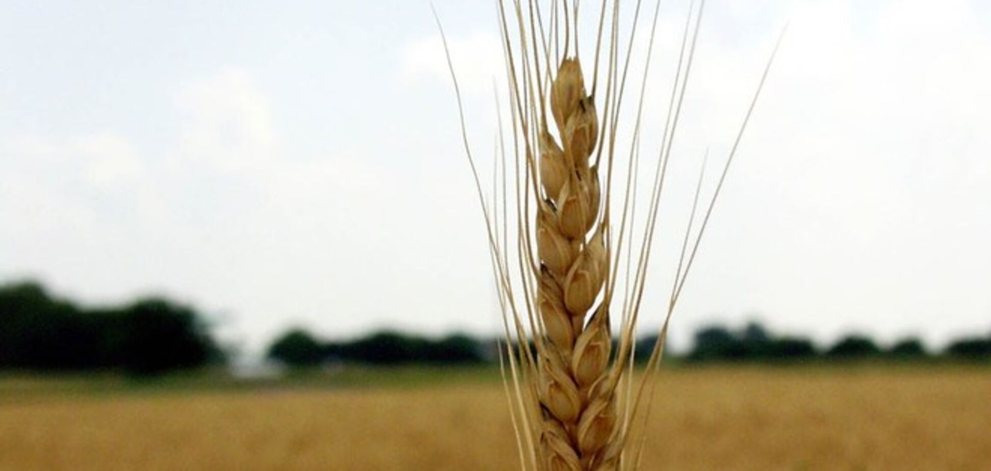 Украина вышла на второе место в мире по объему экспорта зерновых 