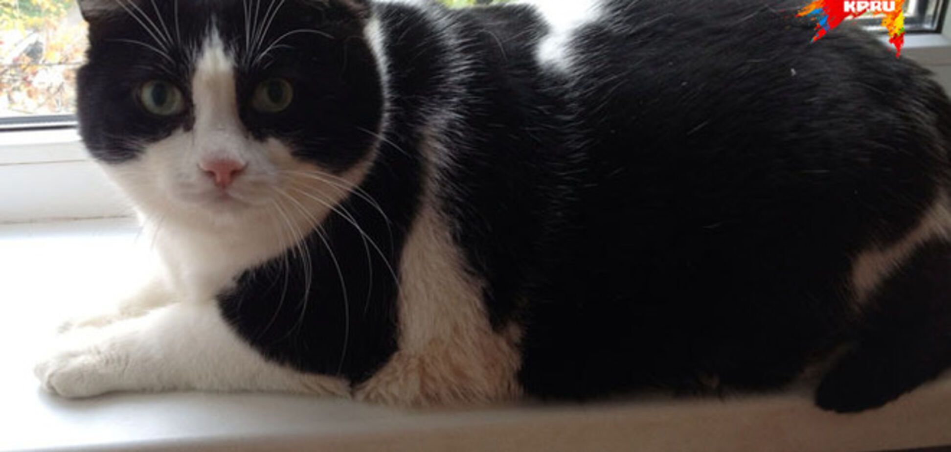 В России кот спас своего хозяина во время пожара